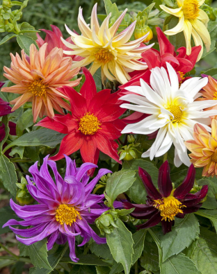 Dahlia variabilis 'Dwarf Cactus Mix'