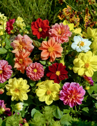 Dahlia variabilis 'Bambino-Mix'