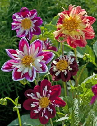 Dahlia variabilis 'Dandy Improved Mix'