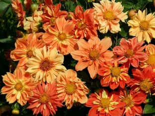 Dahlia variabilis 'Sunny Reggae'