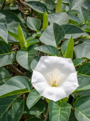 Datura metel