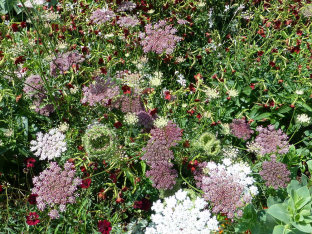 Daucus carota 'Dara'