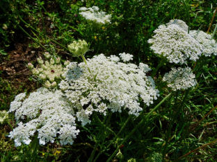 Daucus carota