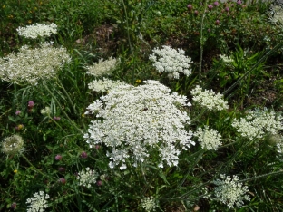 Daucus carota