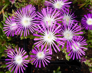 Delosperma floribundum 'Stardust'