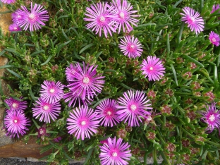 Delosperma cooperi