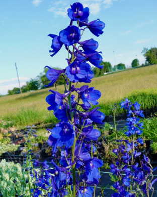 Delphinium belladonna 'Bellamosum'