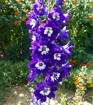 Delphinium Pacific-Hybride 'King Arthur'