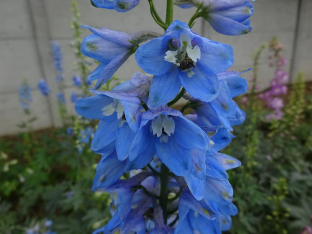 Delphinium Pacific-Hybride 'Summer Skies'