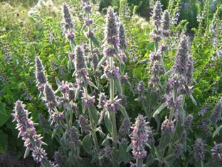 Stachys germanica