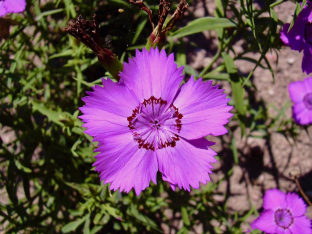 Dianthus amurensis