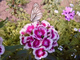 Dianthus barbatus (Mischung)