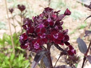 Dianthus barbatus nigrescens 'Sooty'