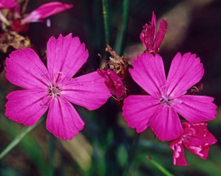 Dianthus carthusianorum