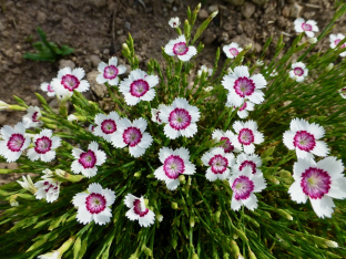 Dianthus deltoides 'Arctic Fire'