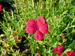 Dianthus deltoides 'Brillancy'