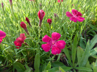 Dianthus deltoides 'Brillancy'