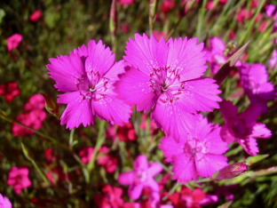 Dianthus deltoides