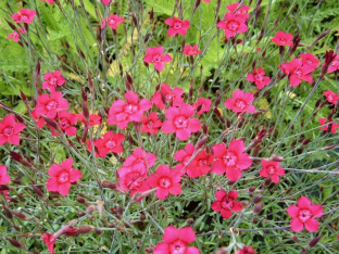 Dianthus deltoides 'Nelli'