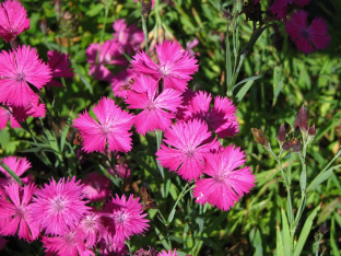 Dianthus gratianopolitanus