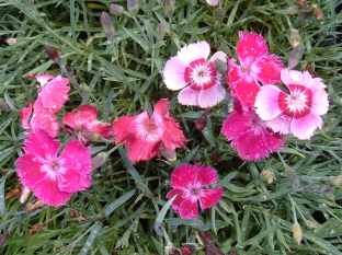 Dianthus plumarius 'Romance Mischung'