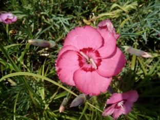 Dianthus plumarius 'Romance Mischung'