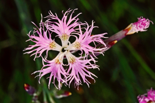 Dianthus superbus