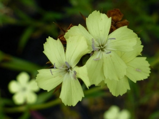 Dianthus knappii