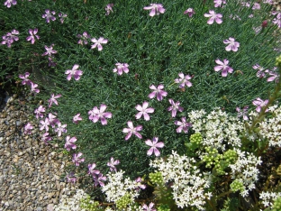 Dianthus nardiformis