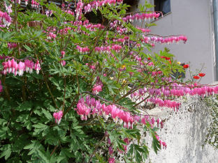 Dicentra spectabilis