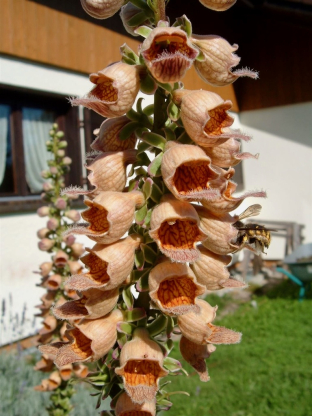 Digitalis ferruginea