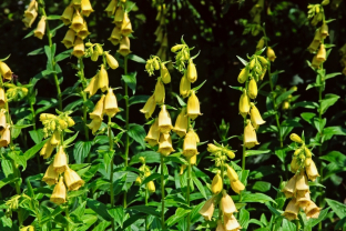 Digitalis grandiflora