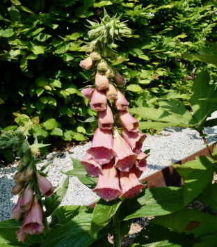 Digitalis x mertonensis