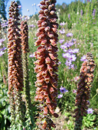 Digitalis parviflora