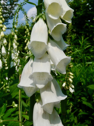Digitalis purpurea 'Alba'