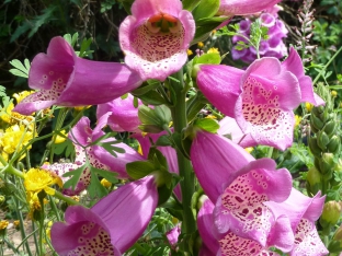 Digitalis purpurea 'Candy Mountain'