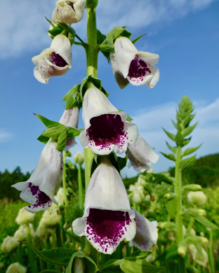 Digitalis purpurea 'Pam's Choice'