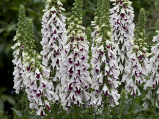 Digitalis purpurea 'Pam's Split'