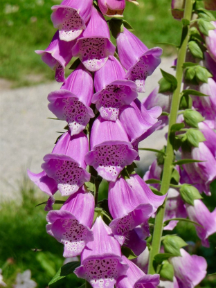 Digitalis purpurea