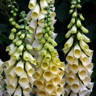 Digitalis purpurea 'Yellow Spear'