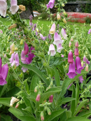 Digitalis thapsi