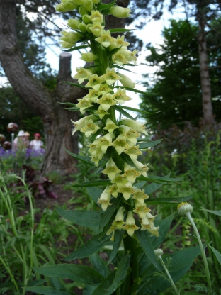 Digitalis lutea