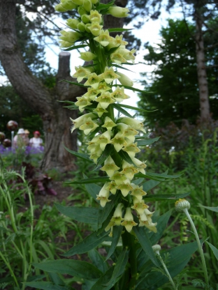 Digitalis lutea