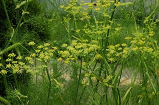 Anethum graveolens