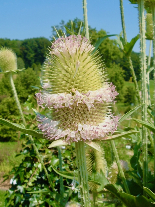 Dipsacus fullonum