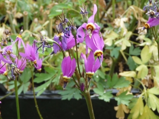 Dodecatheon meadia