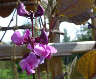 Dolichos lablab 'Ruby Moon' (Lablab purpureus)