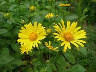 Doronicum pardalianches