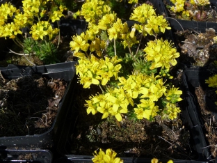 Draba aizoides