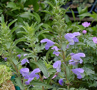 Dracocephalum moldavicum